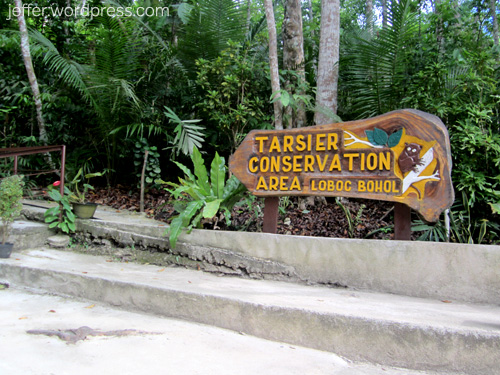 Bohol: Tarsier Conservation Area – Jeffer's Odyssey